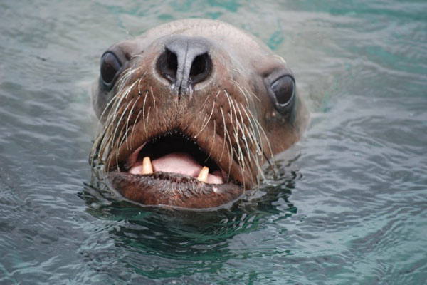 Sea Lions